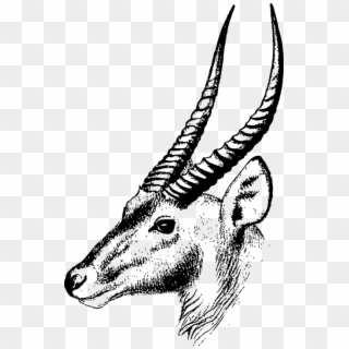Africa Antelope Head Horn - Waterbuck Drawing Clipart