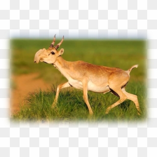 Saiga Antelope Overview - Saiga Antelope Clipart