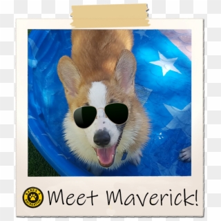 What Breed Is Maverick Did You Learn About The Breed - Fang Clipart