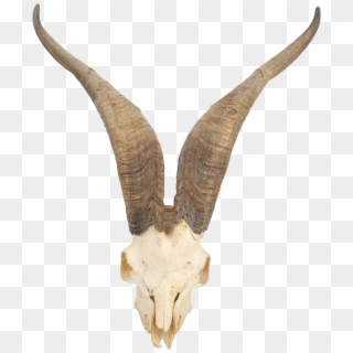 Goat Png For Free Download On - Mountain Goat Skull Clipart