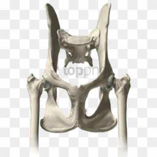 Download Pelvis Bones Png Images Background - Chair Clipart