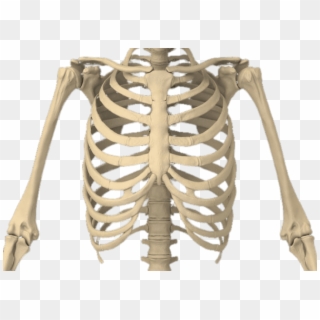 Bones Of The Body - Rib Cage Transparent Background Clipart