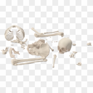 #skeleton #bones #brokenskeleton #graphicdesign #png - Anthropologist Clipart