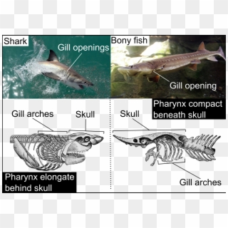 Differences In Position Of The Pharynx Between A Shark - Lunge Clipart