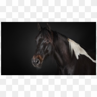 Black Horse Wallpaper - Horse Clipart