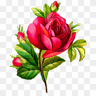 Digital Red Rose Downloads - Digital Flower Png Rose Clipart