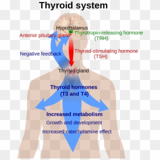 800px-thyroid System - Svg - Thyroid System Clipart