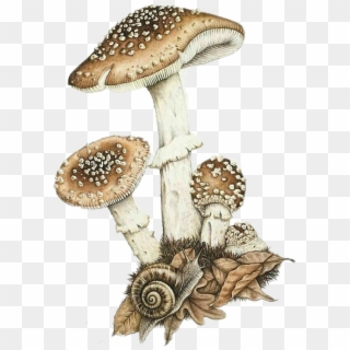 Agaric Clipart