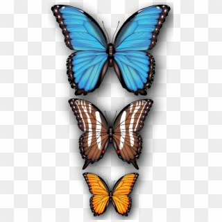 Butterflies - Papilio Clipart