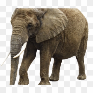 Elephant Png Transparent Images - Transparent Background Elephant Clipart