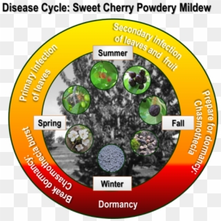The Disease Cycle Of Sweet Cherry Powdery Mildew - Circle Clipart