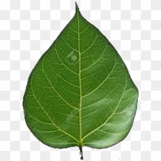 Punjiri Web And - Transparent Peepal Leaf Png Clipart
