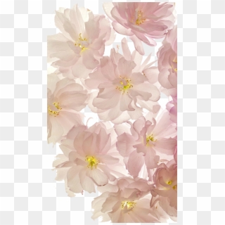 Flowers, Wallpaper, And Background Image - Pink Flowers Phone Background Clipart