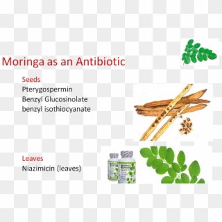 Well-being - Insect Clipart