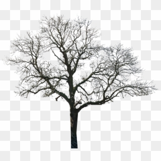 Tree - Tree Black And White Photoshop Clipart