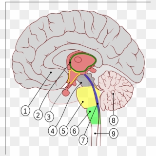 Brain Clipart File - Encephalon - Png Download