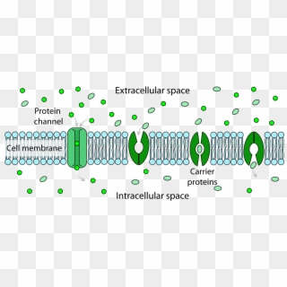 Scheme Facilitated Diffusion In Cell Membrane-en - Passive And Facilitated Transport Mechanisms Clipart