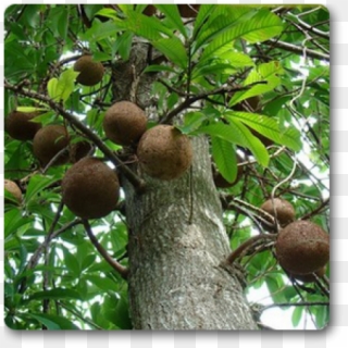 Kailashpati Plant Clipart