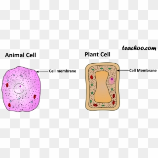 Plant And Animal Cell Only Cell Membrane - Tom Felton Photo Shoot Clipart