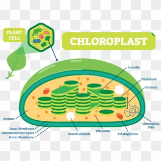 Chloroplast Transparent Outer Membrane - Cell Chloroplast Diagram Clipart