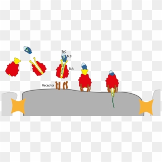 The Cell Membrane Receptors Identify And Bind The Toxin - Tca Toxin Clipart