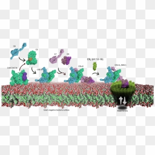 Complement Terminal Test - David Goodsell Cell Membrane Clipart
