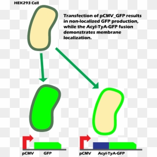 Over The Course Of 24 Hrs, Exosomes Budded Out With - Membrane Gfp Clipart