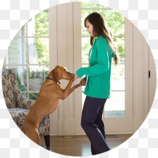 Companion Dog , Png Download - Guard Dog Clipart