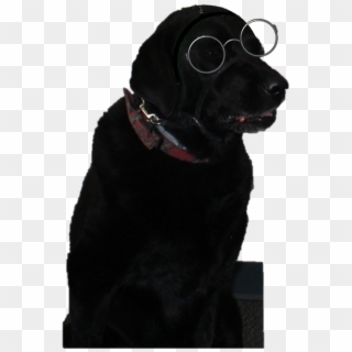 Belleville Henderson Csd Home Of The Panthers - Companion Dog Clipart
