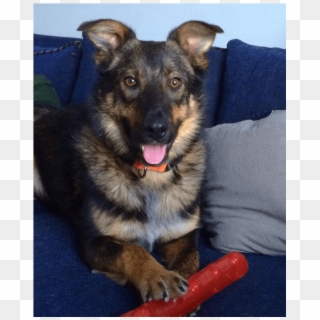 This Is Rigby He Is 9 Month Old, Neutered, Male, Shepherd - Companion Dog Clipart