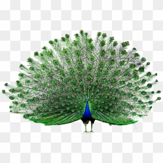 Download High Resolution - Transparent Png Peacock Clipart