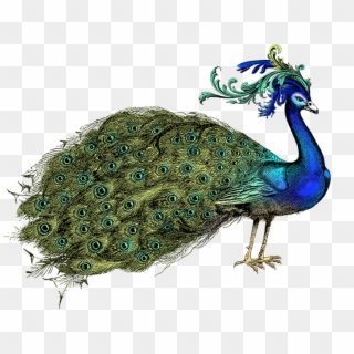 Hand Holding A Fan Peacock - Peafowl Clipart
