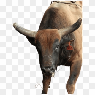 World Rank - Bull Clipart
