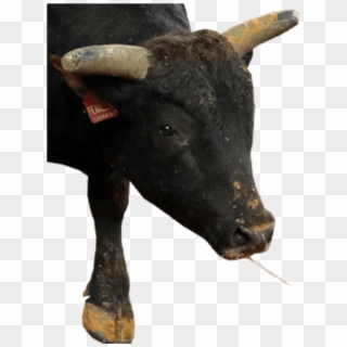 World Rank - Bull Clipart
