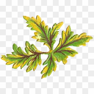 Digital Botanical Leaves Clip Art Downloads - Oregon White Oak - Png Download