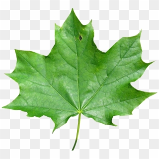 And Finally Also About How To Change The Image Pixel - Maple Leaf Clipart