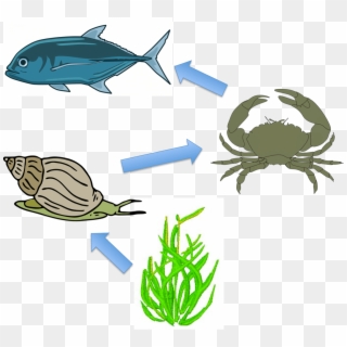 Download Clipart - Sea Snail Food Chain - Png Download