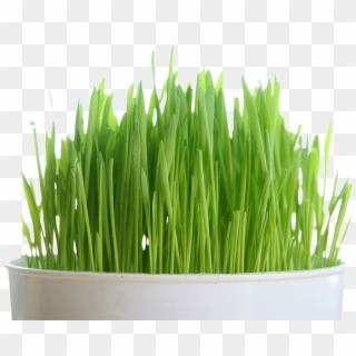 Wheat Grass Png - Does A Pound Of Barley Grass Look Like Clipart
