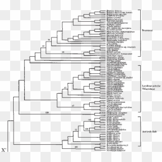 Strict Consensus Of The 14 580 Most Parsimonious Trees - Phyllostomidae Phylogeny Clipart