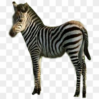 #sticker #zebra #stripes #black & White #animal #freetoedit - Quagga Clipart