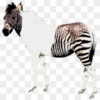 Yes, Donkeys And Zebras Can Breed And Have Babies The - Half Striped Zebra Clipart