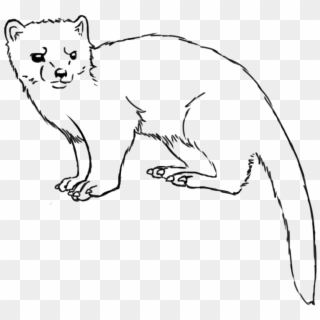 Collection Of Free Weasel Drawing Download On Ui Ex - Line Art Clipart