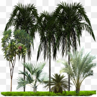 3 Zpsomylrinw - Palm Tree Clipart
