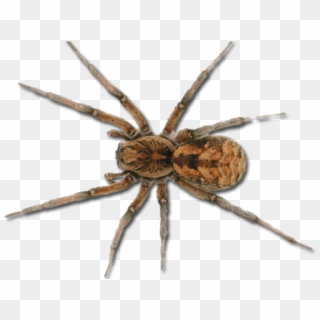 Spider Png Clipart