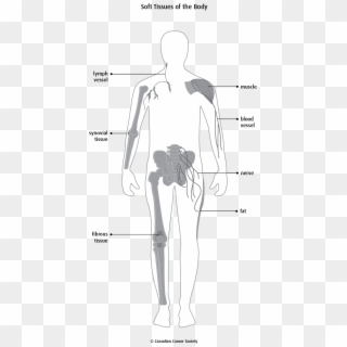Diagram Of The Soft Tissues Of The Body - Tissu Mou Du Cou Clipart