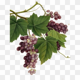 Creative Grape Vines Design- Grape Png Image & Grape - Vintage Grape Vine Png Clipart