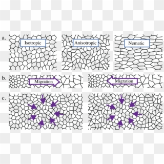 Tissue Cells Respond To Tissue Stress Gradients - Tissues Pattern Clipart