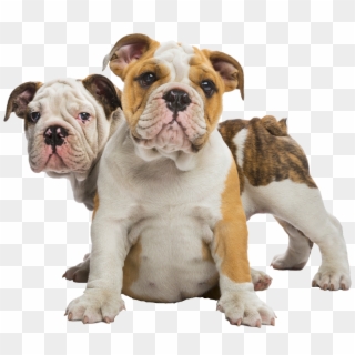 Welcome To Family Bulldoggies - Bulldog Clipart