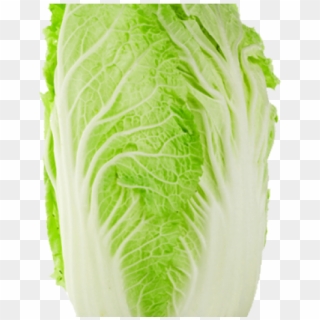 Chinese Cabbage Clipart