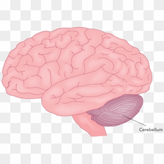 Figure 27 - 24 - Cerebellum - A Major Motor Part Of - Brain (as Food) Clipart